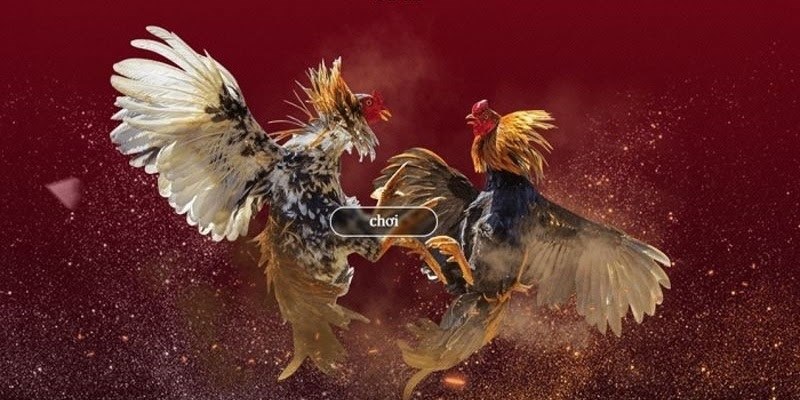 1 Doi net ve sanh da ga i9bet Đôi nét về sảnh đá gà i9bet